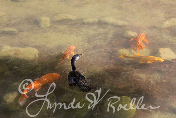 Cormorant and Koi 180