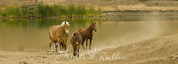 Watering Hole